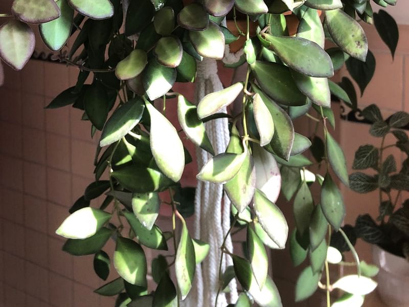Unknown Hoya Aff. Hoya Hasseltiii | Hoya | Apocynaceae