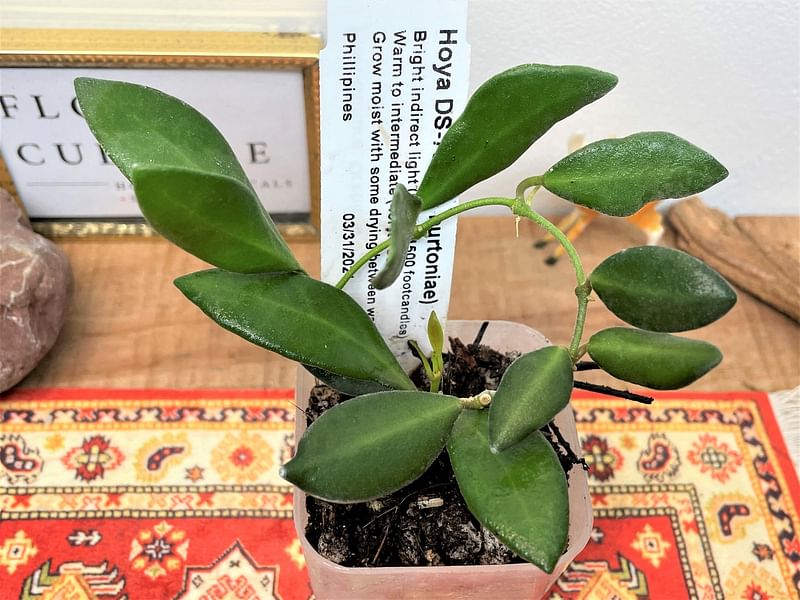 Unknown Hoya Aff. Hoya Hasseltiii | Hoya | Apocynaceae
