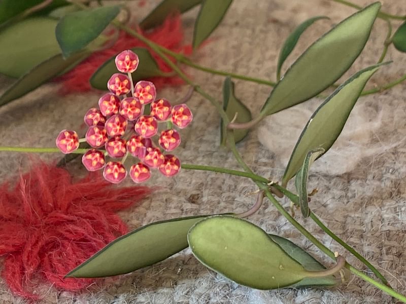 Unknown Hoya Aff. Hoya Hasseltiii | Hoya | Apocynaceae