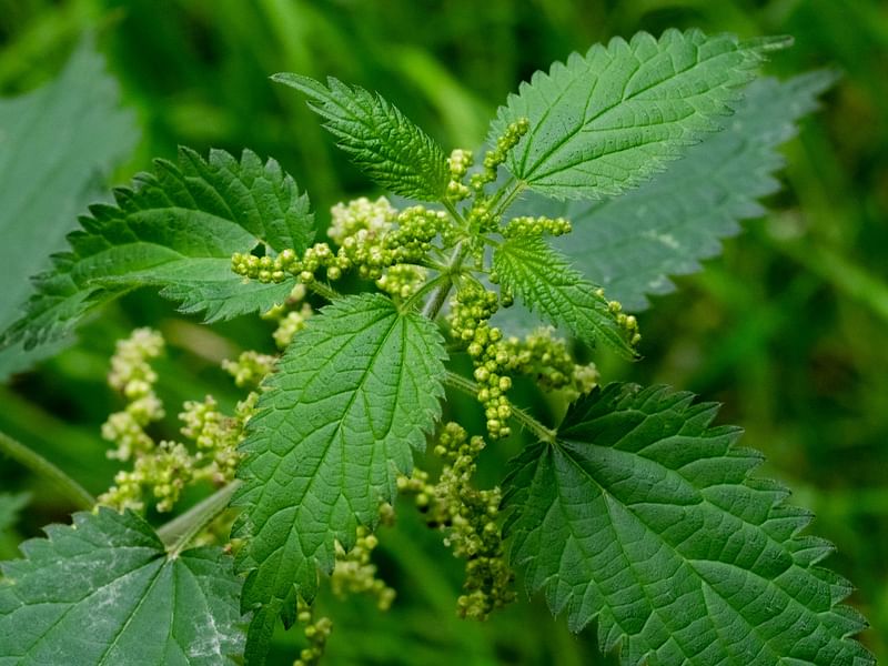 Urticaceae