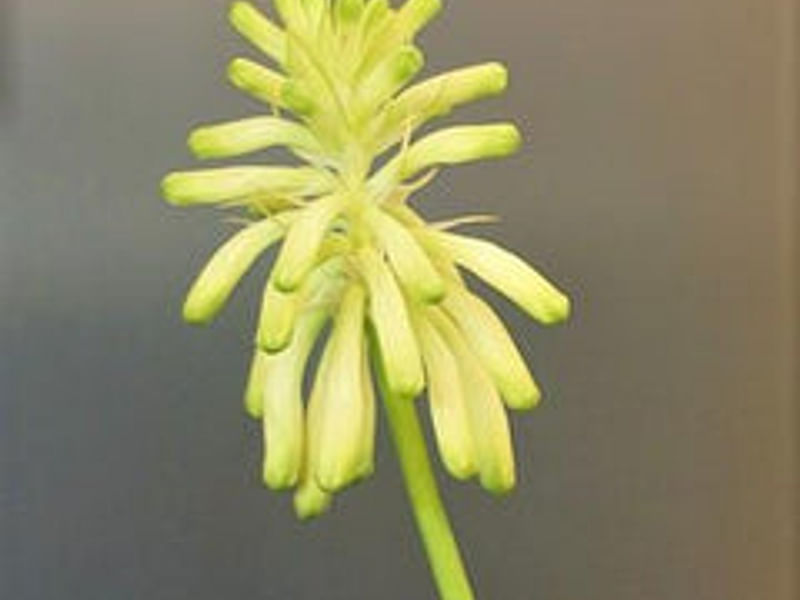Veltheimia Bracteata (yellow Cultivar) | Veltheimia | Hyacinthaceae