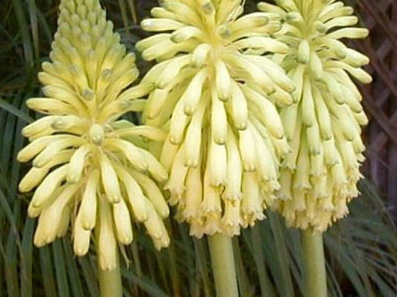 Veltheimia Bracteata (yellow Cultivar) | Veltheimia | Hyacinthaceae