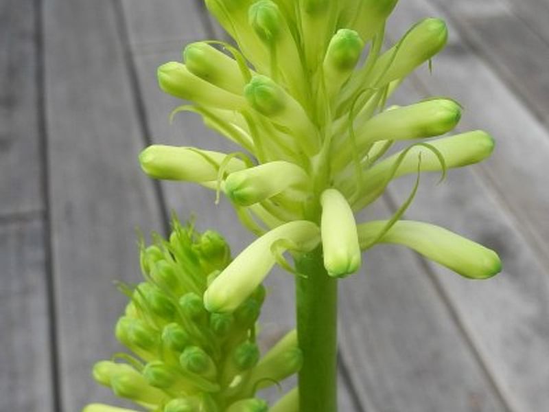Veltheimia Bracteata (yellow Cultivar) | Veltheimia | Hyacinthaceae