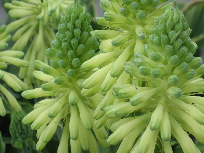 Veltheimia Bracteata (yellow Cultivar) | Veltheimia | Hyacinthaceae