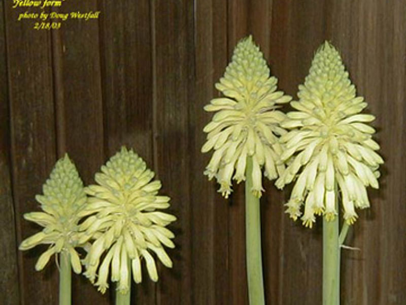 Veltheimia Bracteata (yellow Cultivar) | Veltheimia | Hyacinthaceae