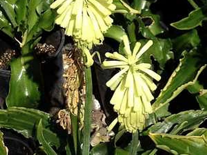 Veltheimia Bracteata (yellow Cultivar) | Veltheimia | Hyacinthaceae