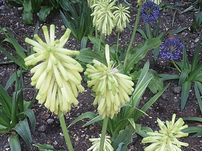 Veltheimia Bracteata (yellow Cultivar) | Veltheimia | Hyacinthaceae