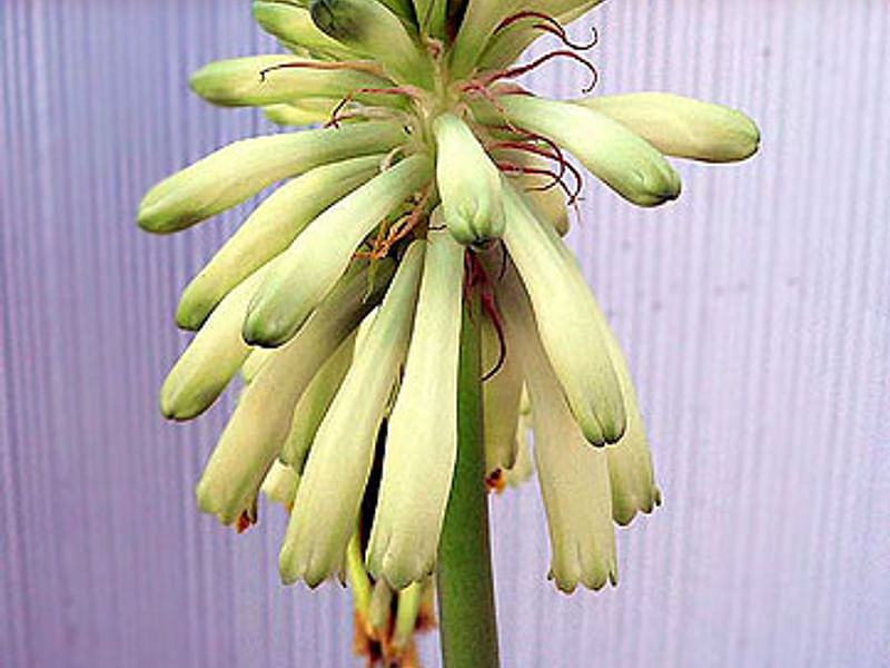 Veltheimia Bracteata (yellow Cultivar) | Veltheimia | Hyacinthaceae