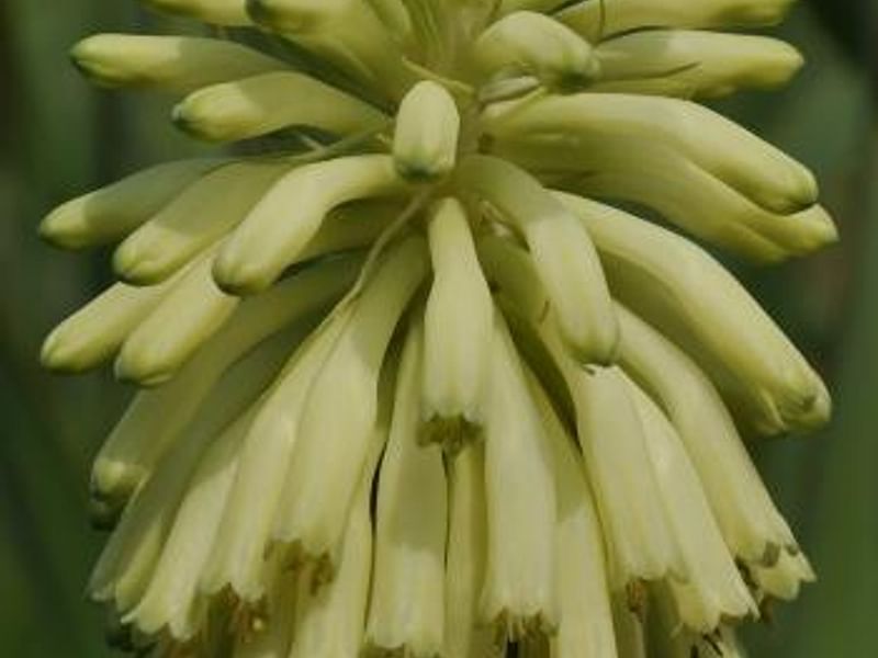 Veltheimia Bracteata (yellow Cultivar) | Veltheimia | Hyacinthaceae