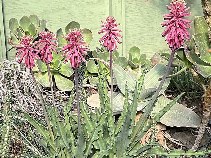 Veltheimia | Hyacinthaceae