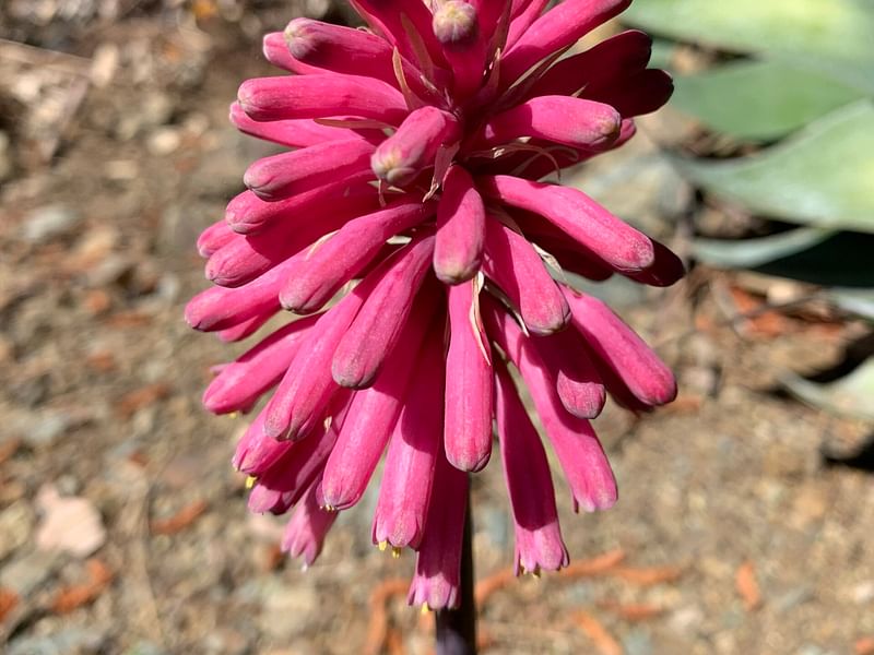 Veltheimia | Hyacinthaceae