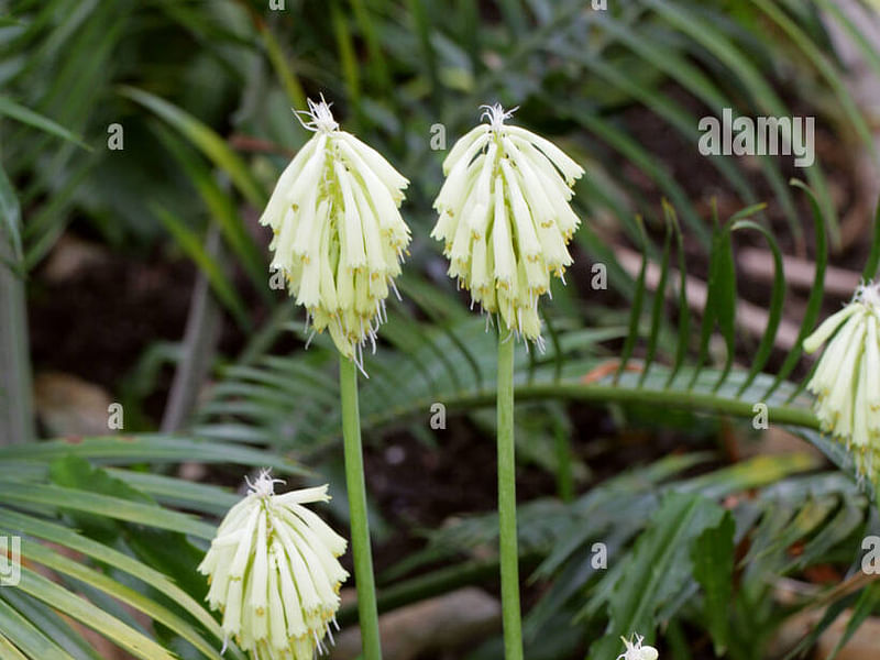 Veltheimia | Hyacinthaceae