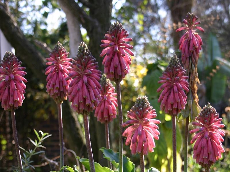 Veltheimia | Hyacinthaceae