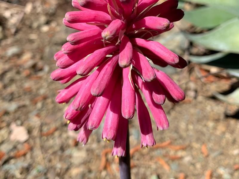 Veltheimia | Hyacinthaceae