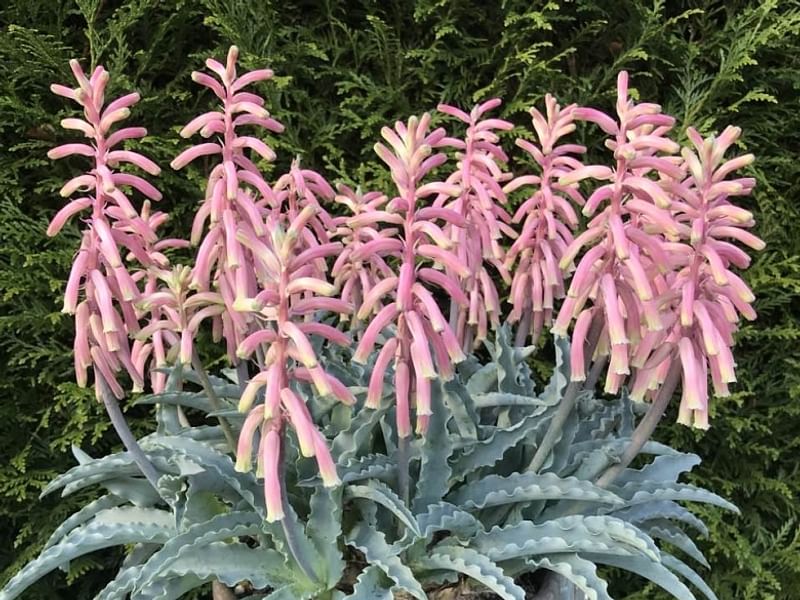 Veltheimia | Hyacinthaceae