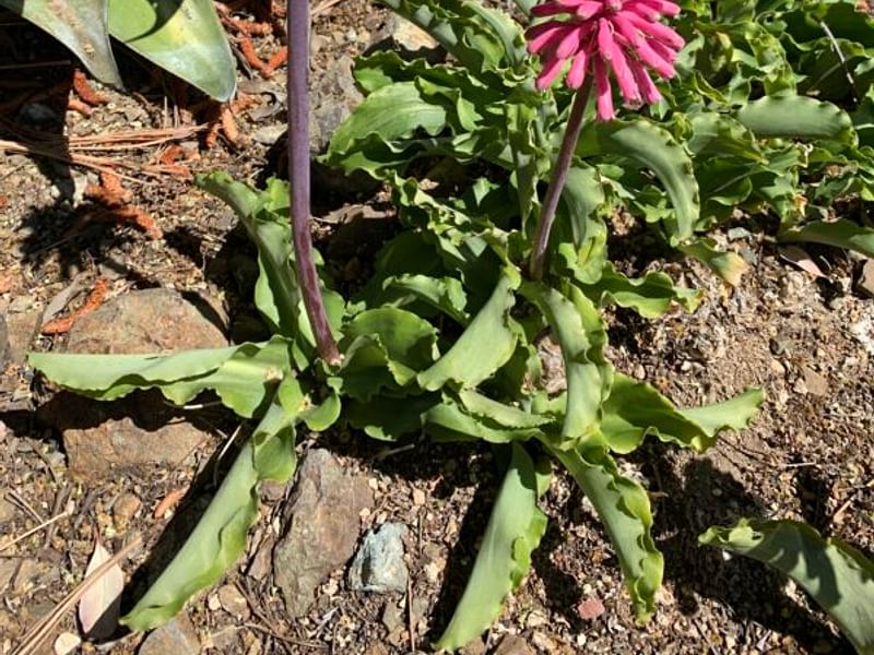 Veltheimia | Hyacinthaceae