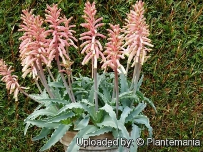 Veltheimia | Hyacinthaceae