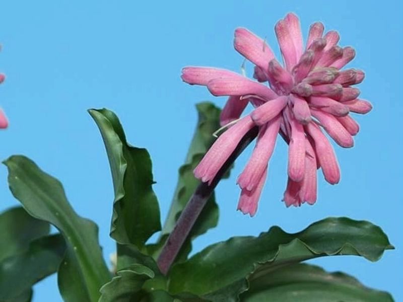 Veltheimia | Hyacinthaceae