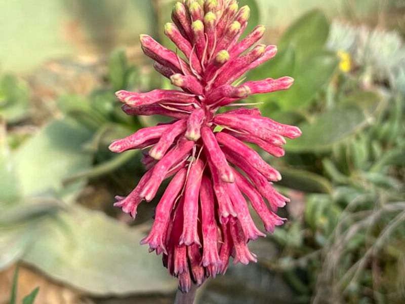 Veltheimia | Hyacinthaceae