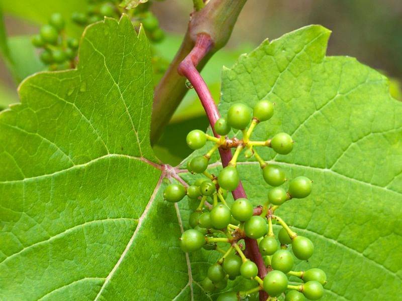 Vitaceae