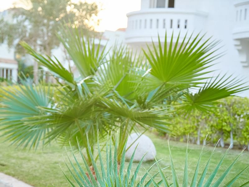 Washingtonia | Arecaceae