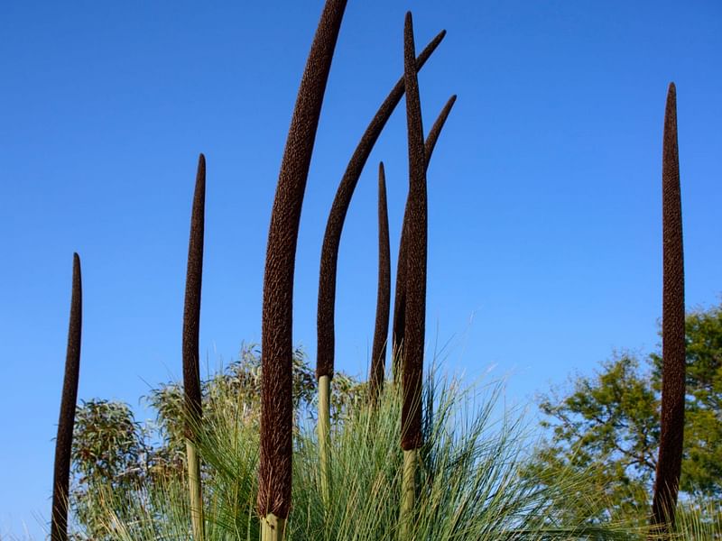 Xanthorrhoea Glauca | Xanthorrhoeoideae