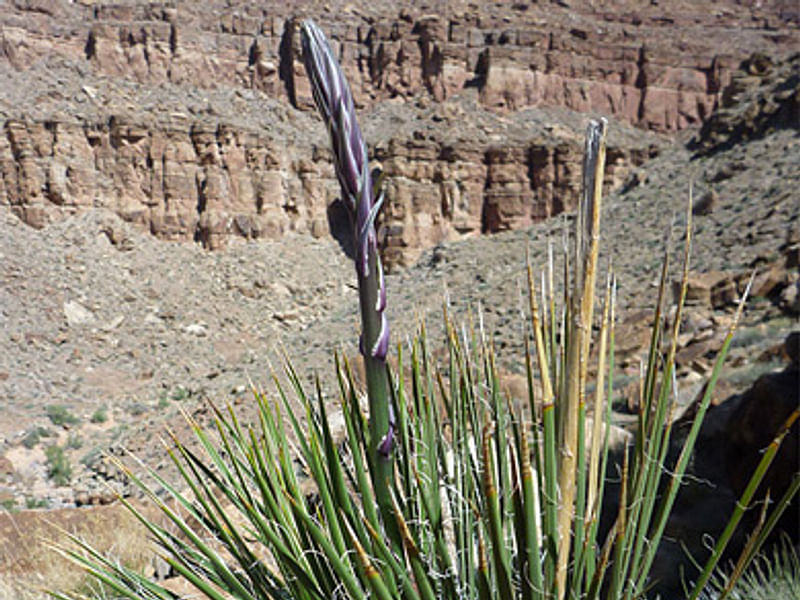 Yucca Aff Harrimaniae | Yucca | Agavaceae