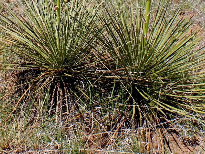 Yucca Aff Harrimaniae | Yucca | Agavaceae