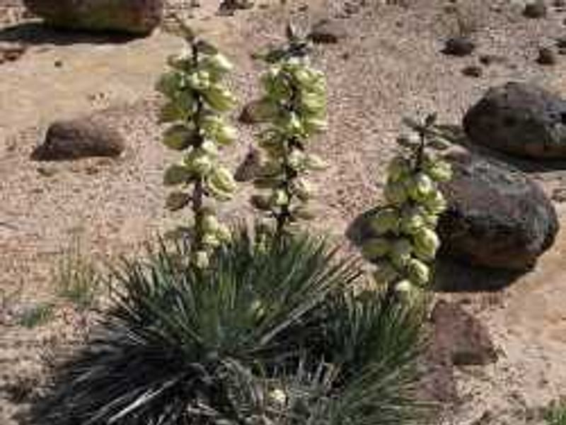 Yucca Aff Harrimaniae | Yucca | Agavaceae