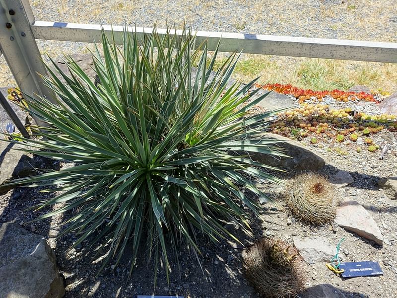 Yucca Aff Harrimaniae | Yucca | Agavaceae