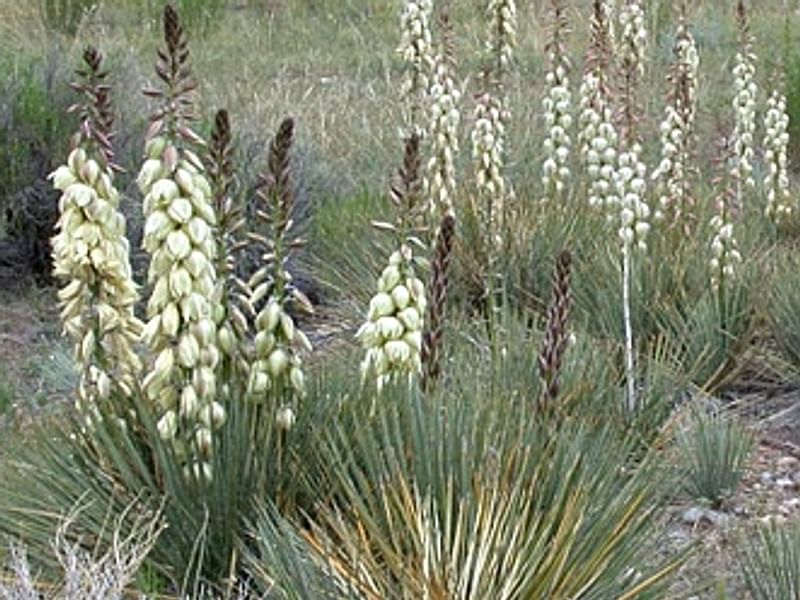 Yucca Aff Harrimaniae | Yucca | Agavaceae