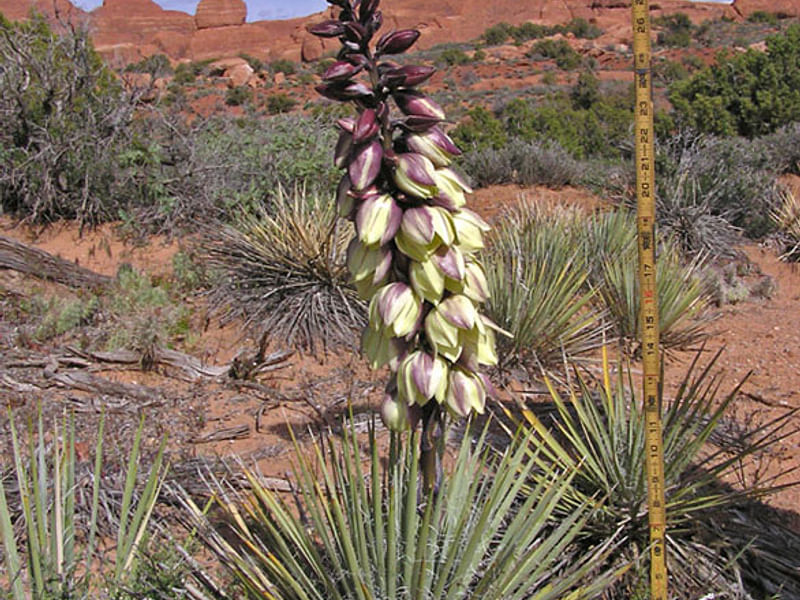 Yucca Aff Harrimaniae | Yucca | Agavaceae