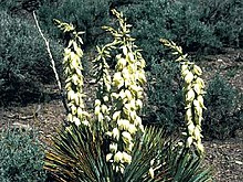 Yucca Aff Harrimaniae | Yucca | Agavaceae