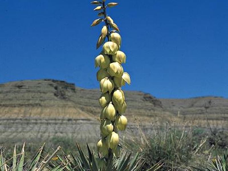 Yucca Aff Harrimaniae | Yucca | Agavaceae