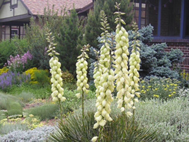 Yucca Aff Harrimaniae | Yucca | Agavaceae