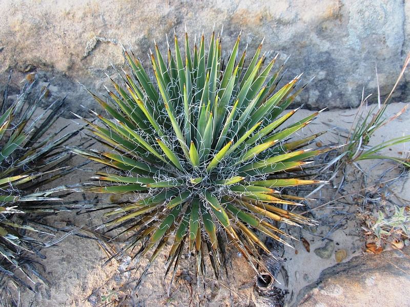 Yucca Aff Harrimaniae | Yucca | Agavaceae