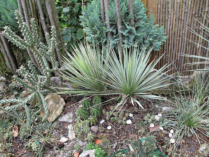 Yucca Aff Harrimaniae | Yucca | Agavaceae
