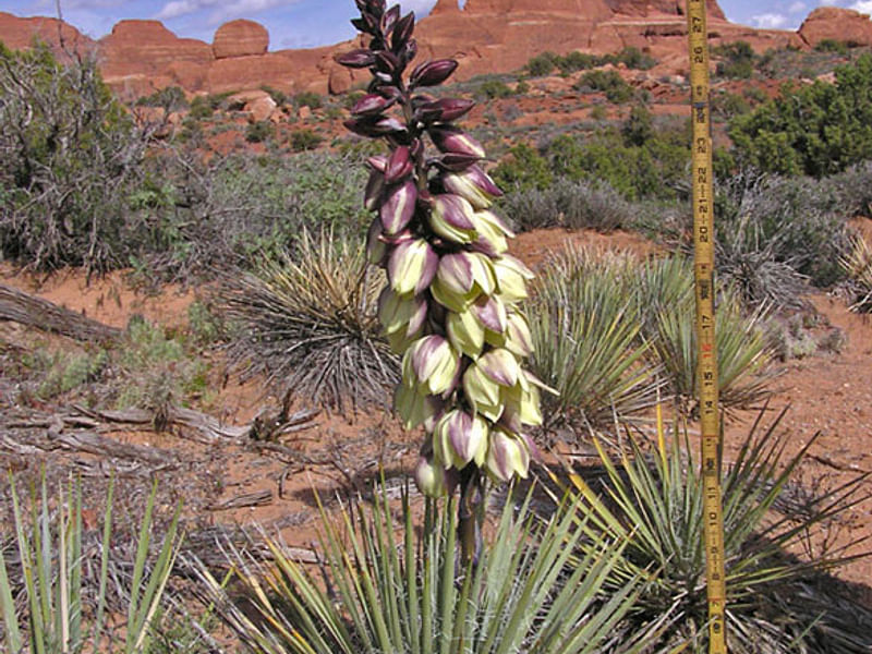 Yucca Aff Harrimaniae | Yucca | Agavaceae