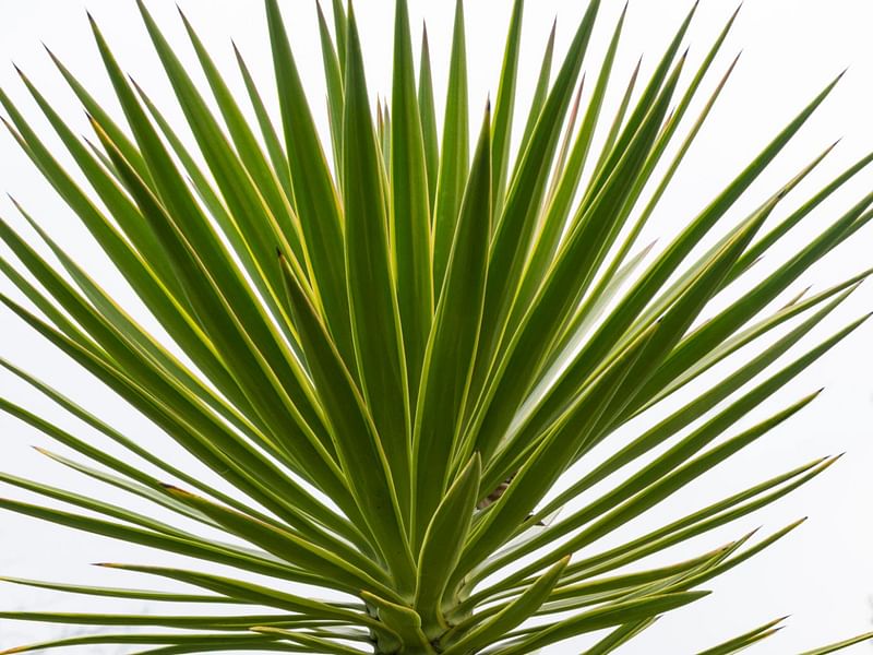 Yucca Aloifolia | Yucca | Agavaceae