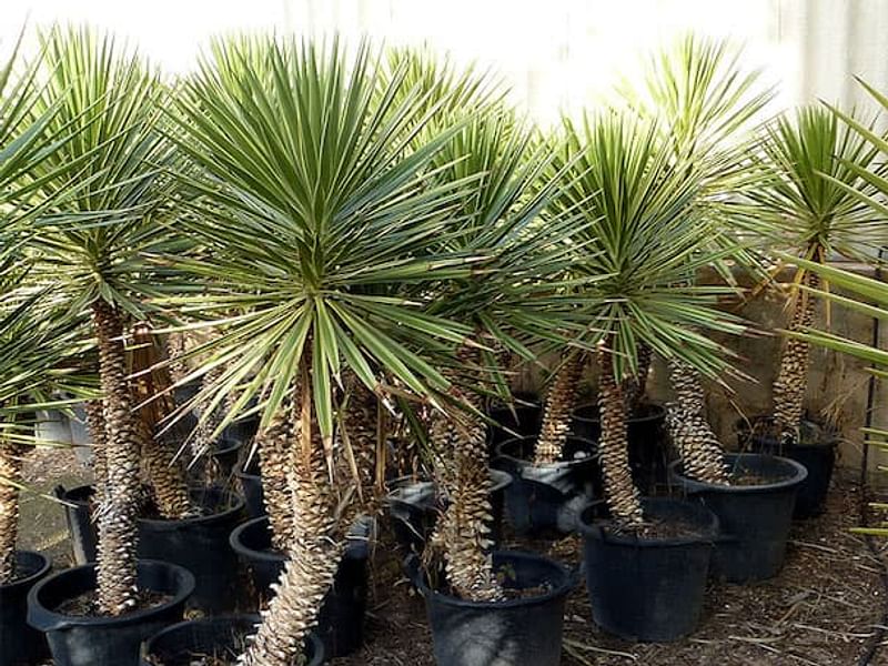 Yucca Aloifolia Variegata | Yucca | Agavaceae