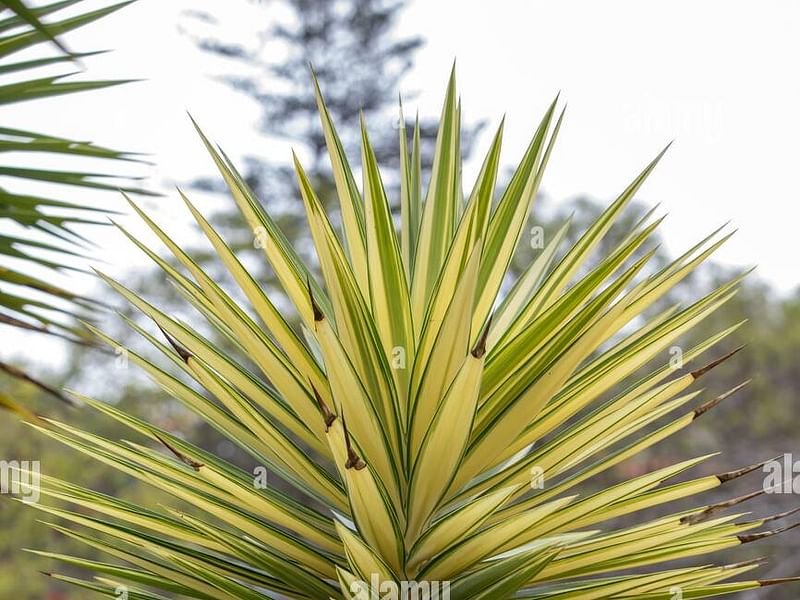 Yucca Aloifolia Variegata | Yucca | Agavaceae