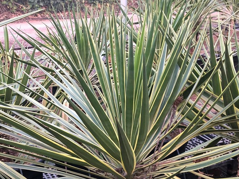 Yucca Aloifolia Variegata | Yucca | Agavaceae