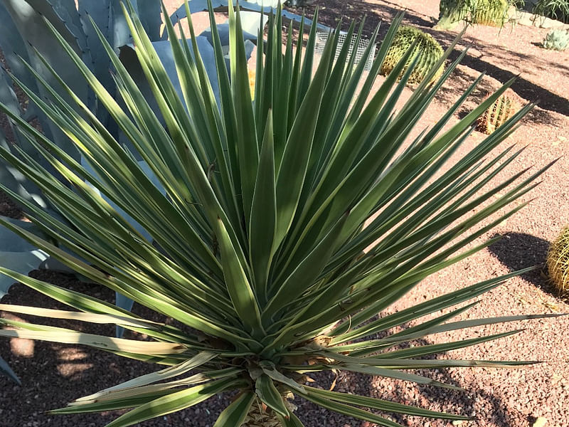 Yucca Aloifolia Variegata | Yucca | Agavaceae