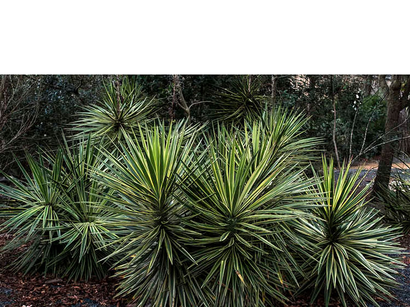 Yucca Aloifolia Variegata | Yucca | Agavaceae