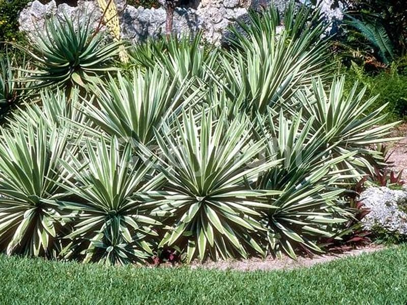 Yucca Aloifolia Variegata | Yucca | Agavaceae