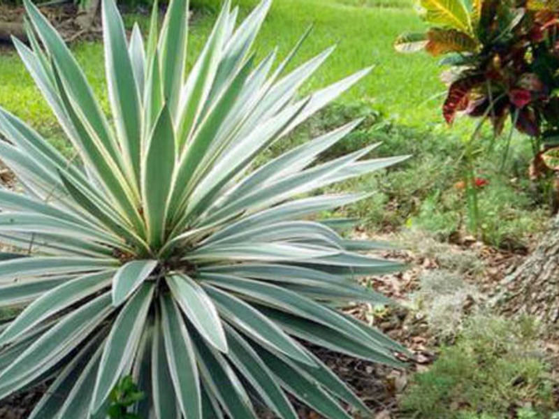 Yucca Aloifolia Variegata | Yucca | Agavaceae
