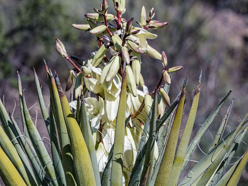 Yucca Baccata | Yucca | Agavaceae