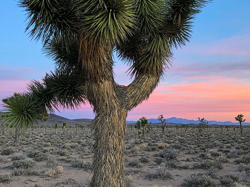 Yucca Brevifolia | Yucca | Agavaceae