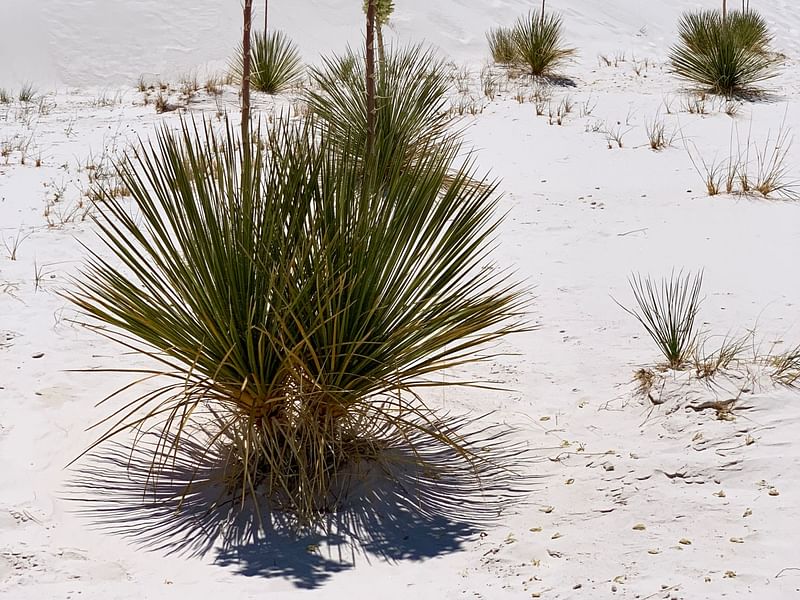 Yucca Elata | Yucca | Agavaceae