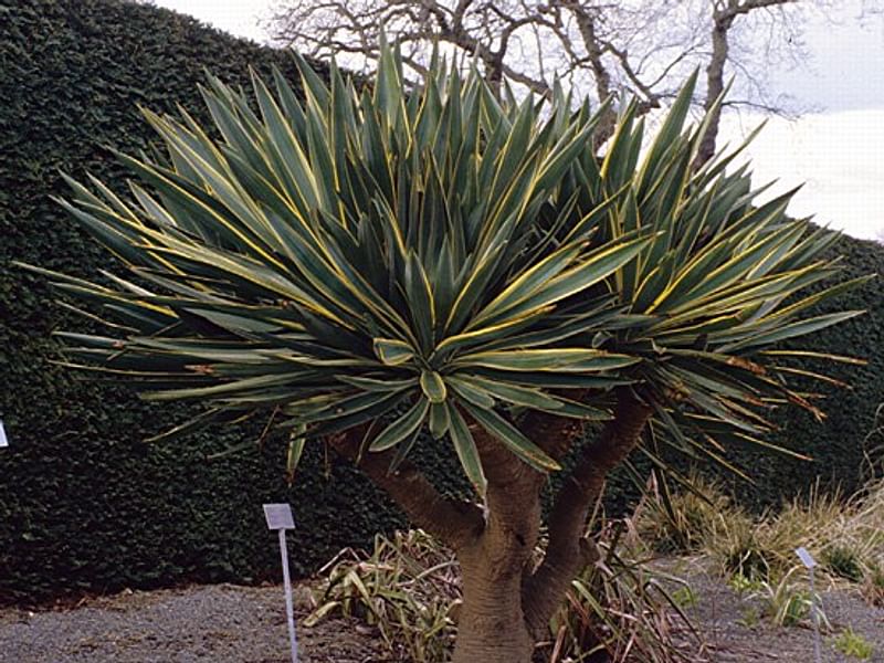 Yucca Elephantipes Syn. Y. Guatemalensis Photo: Peter Hodgkiss | Yucca | Agavaceae